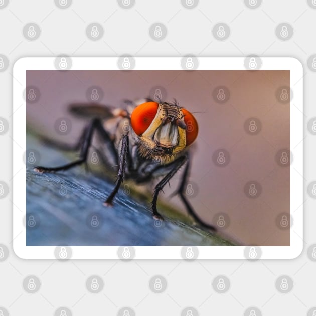 Flesh Fly Macro Insect Photograph Magnet by love-fi